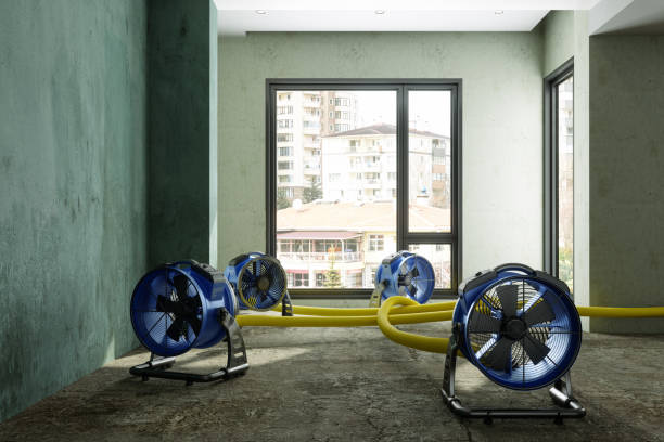 Best Professional water damage repair  in St Helena, CA